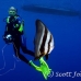 batfish_longfin_lk_h_0705_png1206.jpg